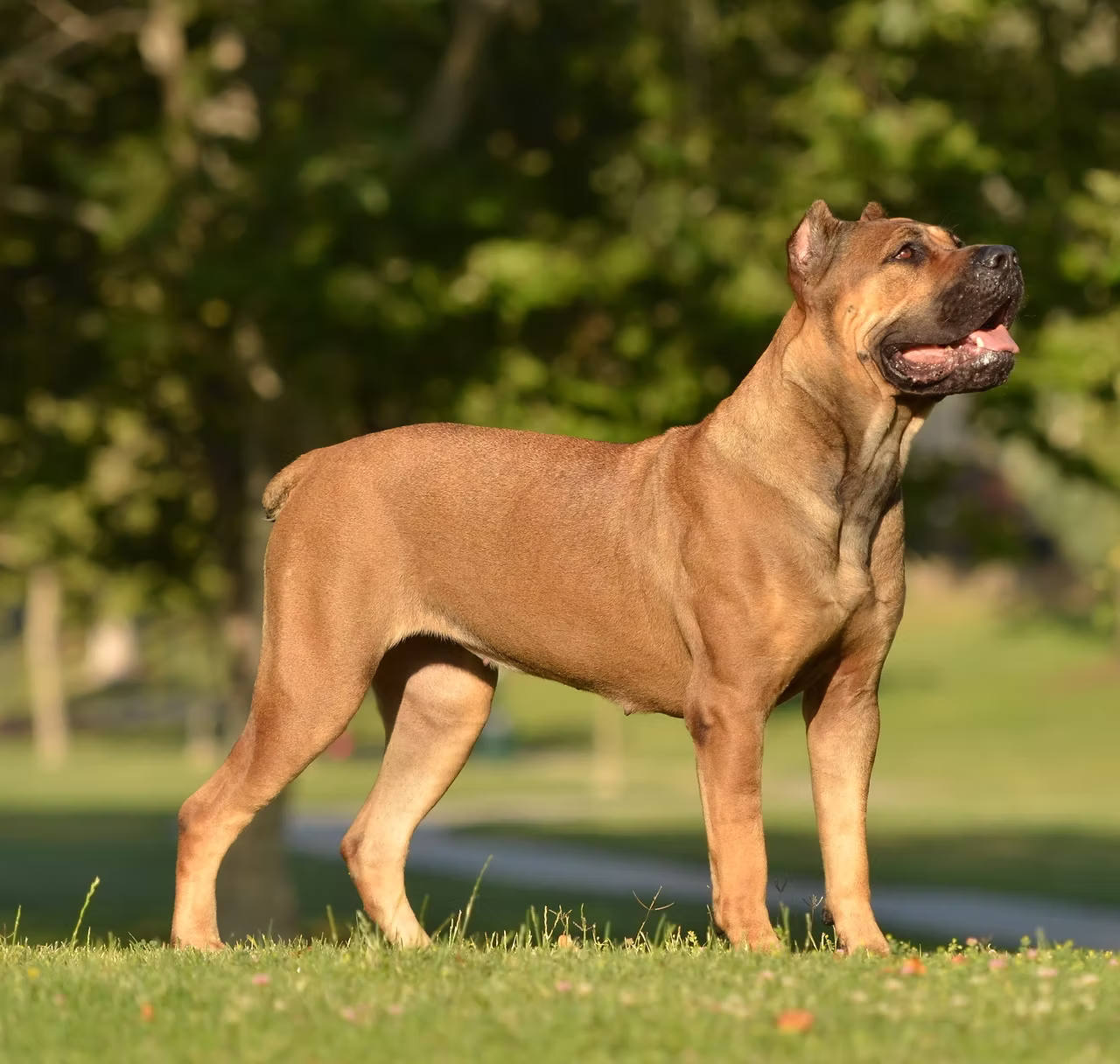 DiCalabrese Cane Corso gallery