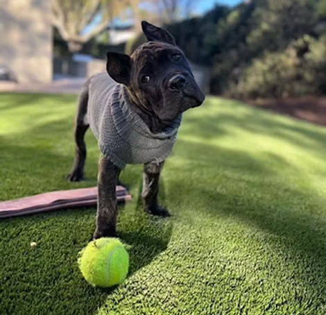 DiCalabrese Cane Corso gallery