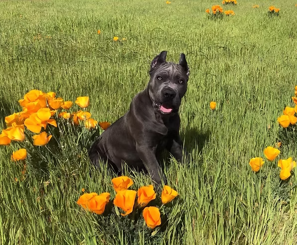 DiCalabrese Cane Corso gallery