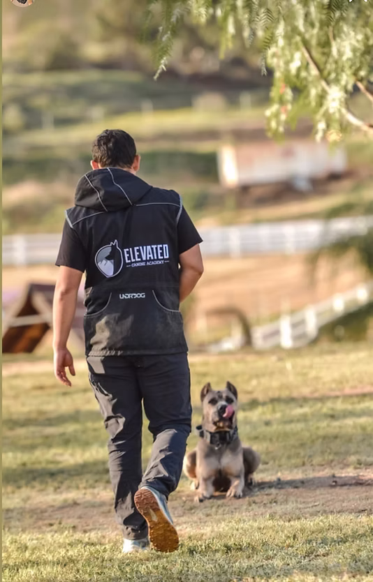 DiCalabrese Cane Corso gallery