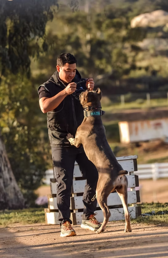 DiCalabrese Cane Corso gallery