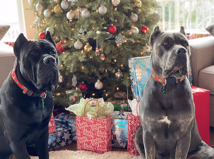 DiCalabrese Cane Corso gallery