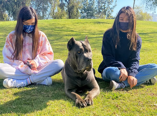 DiCalabrese Cane Corso gallery