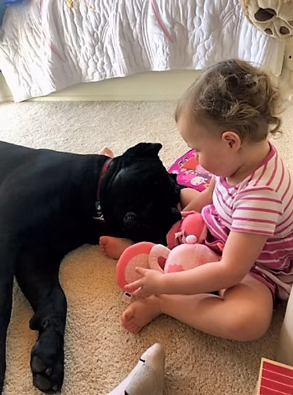 DiCalabrese Cane Corso gallery
