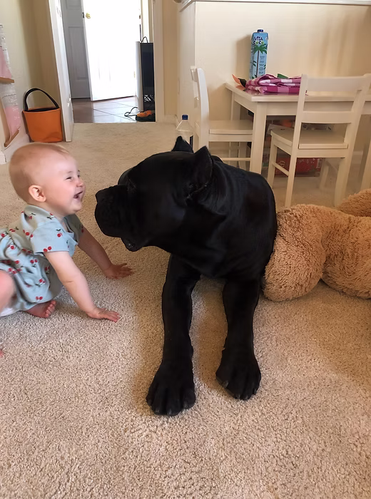 DiCalabrese Cane Corso gallery