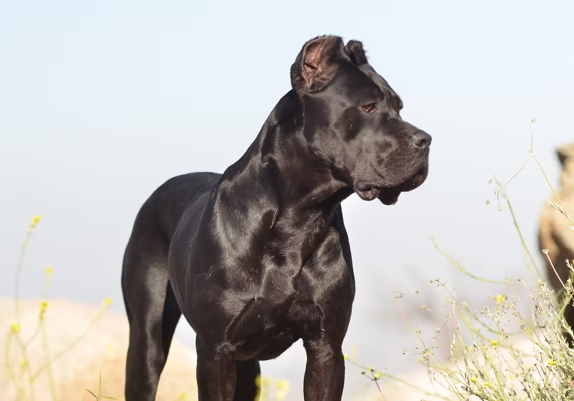 DiCalabrese Cane Corso gallery