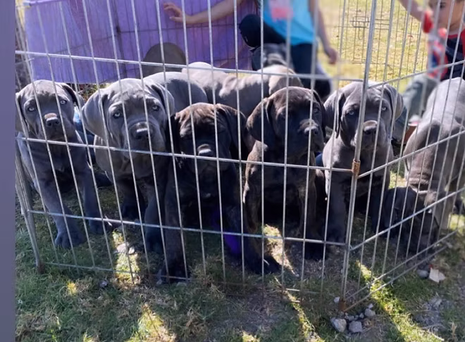 DiCalabrese Cane Corso gallery