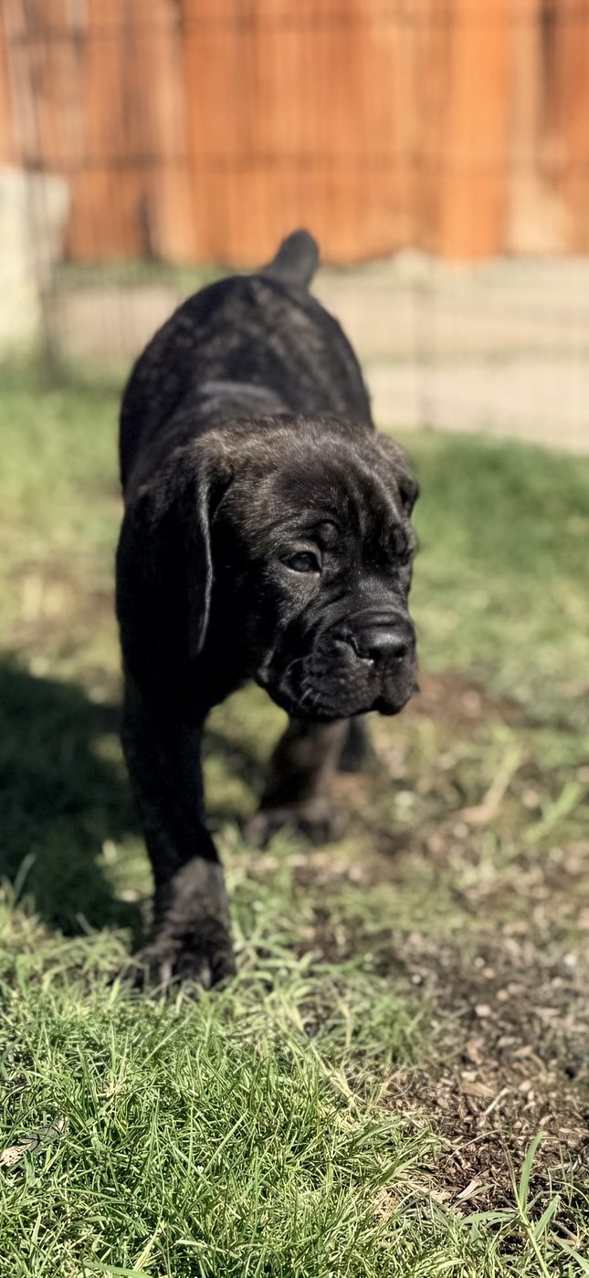 DiCalabrese Cane Corso puppy from the current litter in Moreno Valley, California (photo 1)