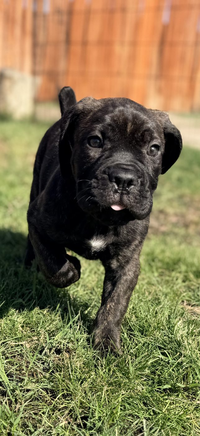 Health-tested Cane Corso puppy raised with Puppy Culture at DiCalabrese in Southern California (photo 2)