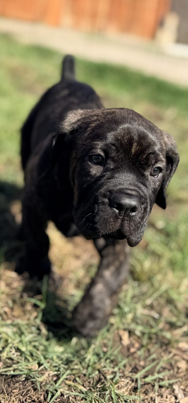 Blue or brindle Cane Corso puppy available from DiCalabrese near Los Angeles area (photo 3)