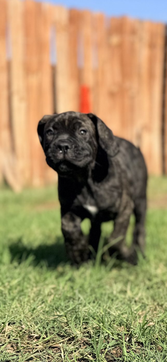Young Cane Corso from DiCalabrese champion bloodlines serving San Diego area (photo 4)