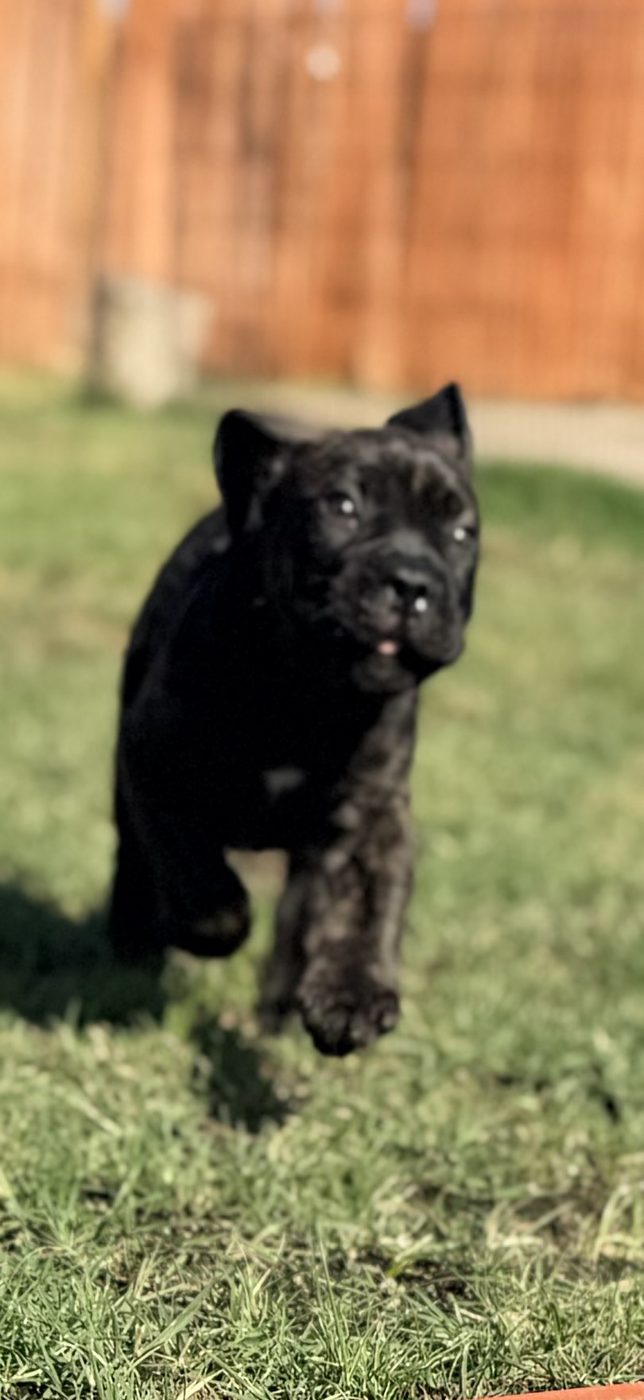 Current litter Cane Corso puppy photo from DiCalabrese, a reputable breeder in Orange County area (photo 5)