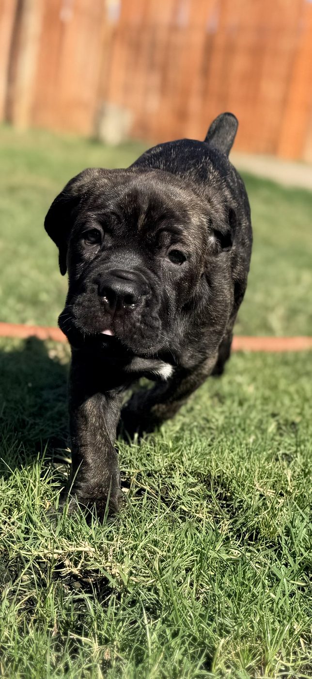 DiCalabrese preservation Cane Corso puppy outdoors in Inland Empire (photo 6)