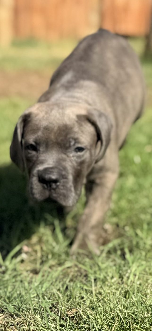 Family companion Cane Corso puppy from DiCalabrese kennel in Riverside County (photo 7)