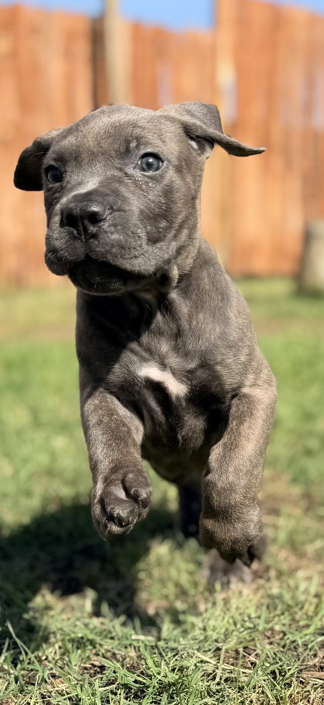 AKC Cane Corso puppy from DiCalabrese breeding program in Southern California families (photo 8)