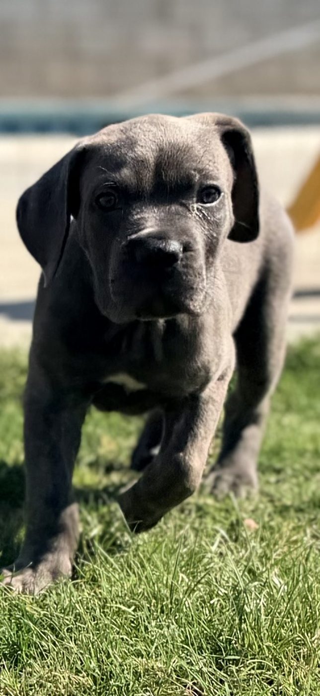 DiCalabrese Cane Corso puppy from the current litter in Moreno Valley, California (photo 9)