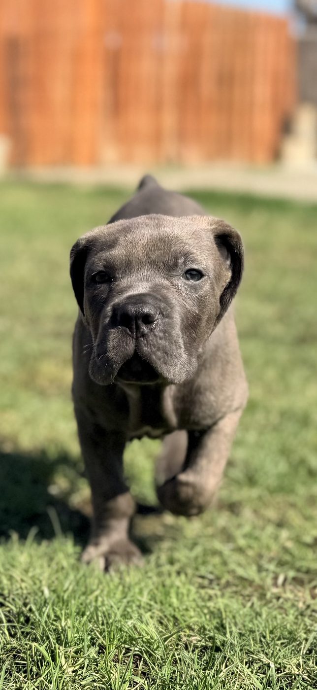 Health-tested Cane Corso puppy raised with Puppy Culture at DiCalabrese in Southern California (photo 10)