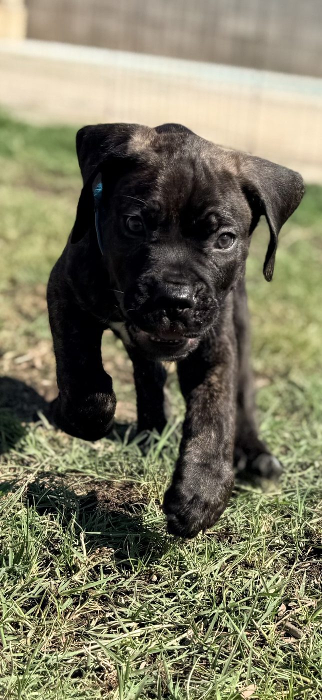Blue or brindle Cane Corso puppy available from DiCalabrese near Los Angeles area (photo 11)