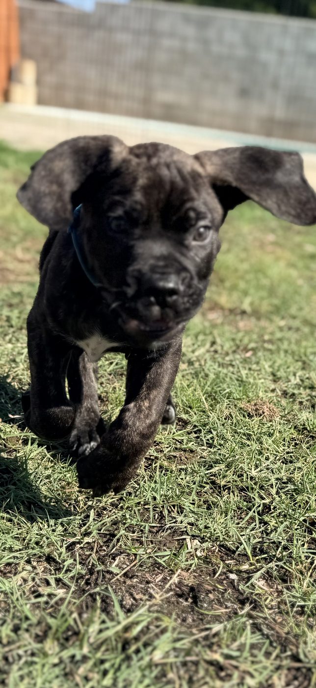 Young Cane Corso from DiCalabrese champion bloodlines serving San Diego area (photo 12)