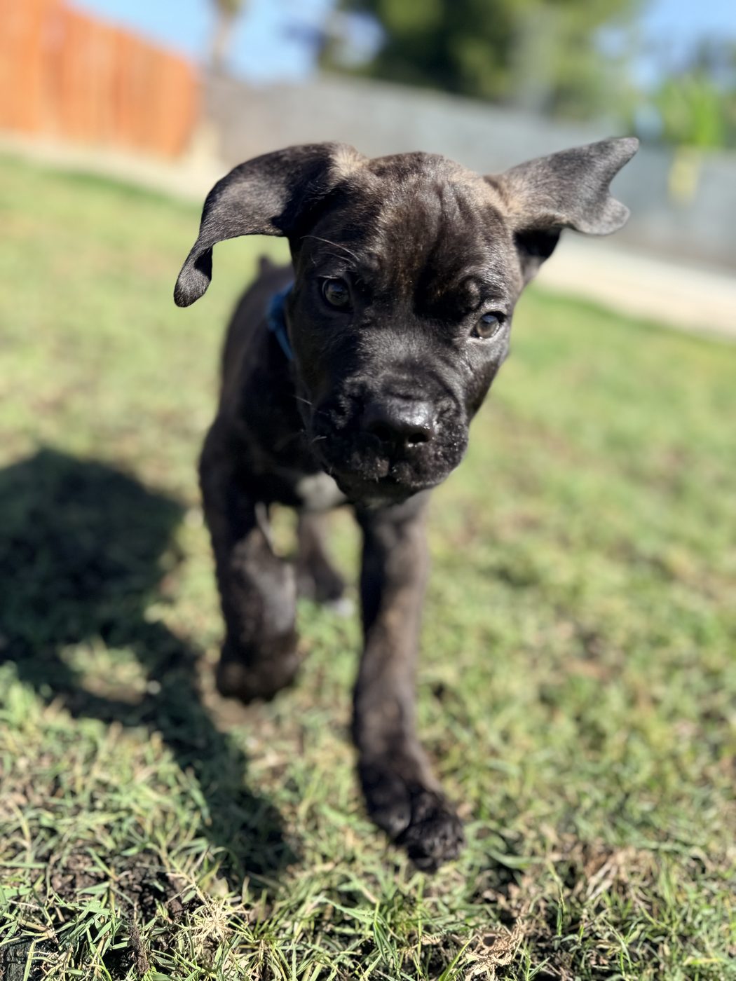 Current litter Cane Corso puppy photo from DiCalabrese, a reputable breeder in Orange County area (photo 13)