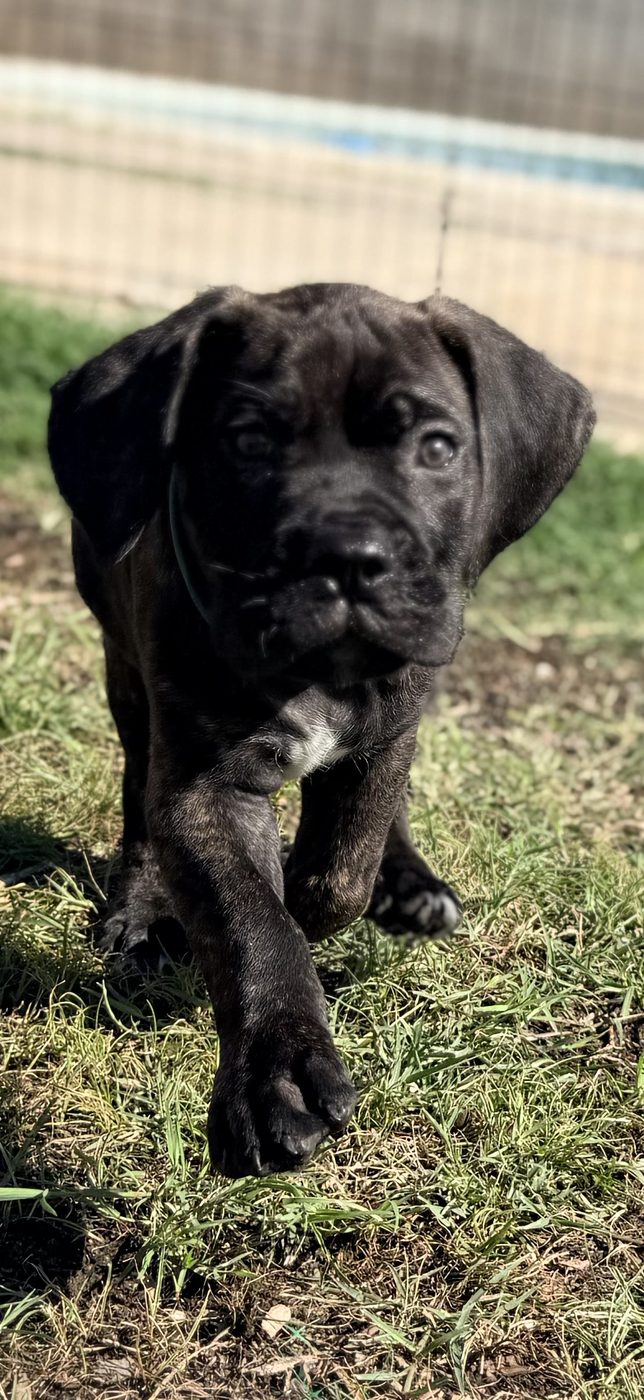DiCalabrese preservation Cane Corso puppy outdoors in Inland Empire (photo 14)