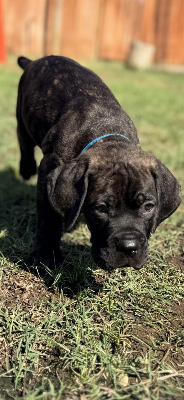 Family companion Cane Corso puppy from DiCalabrese kennel in Riverside County (photo 15)