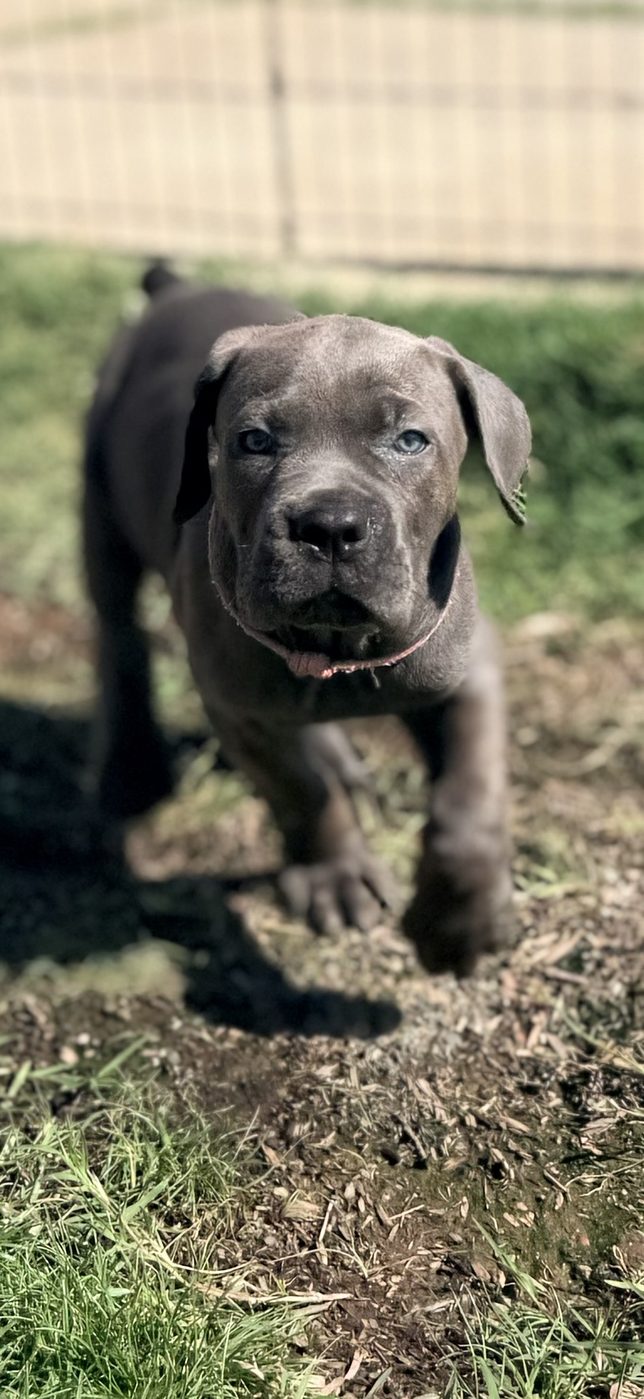AKC Cane Corso puppy from DiCalabrese breeding program in Southern California families (photo 16)