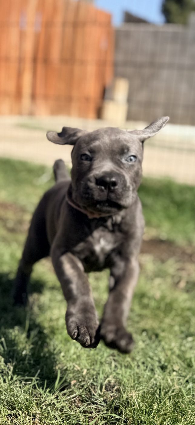 DiCalabrese Cane Corso puppy from the current litter in Moreno Valley, California (photo 17)
