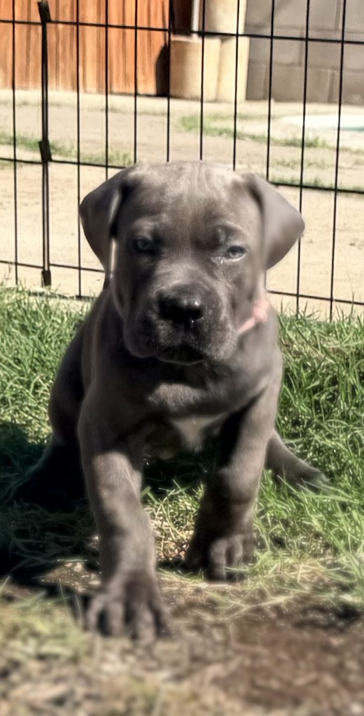 Health-tested Cane Corso puppy raised with Puppy Culture at DiCalabrese in Southern California (photo 18)