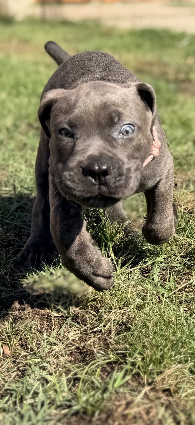 Blue or brindle Cane Corso puppy available from DiCalabrese near Los Angeles area (photo 19)