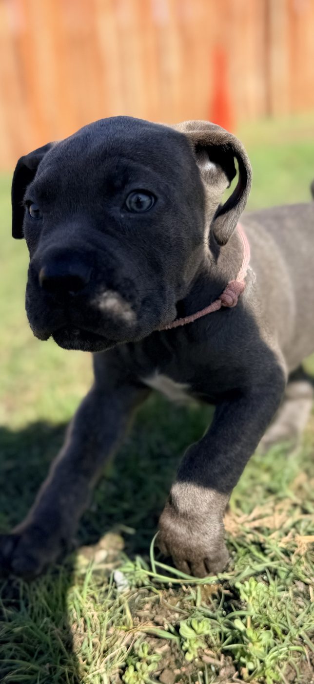 Young Cane Corso from DiCalabrese champion bloodlines serving San Diego area (photo 20)
