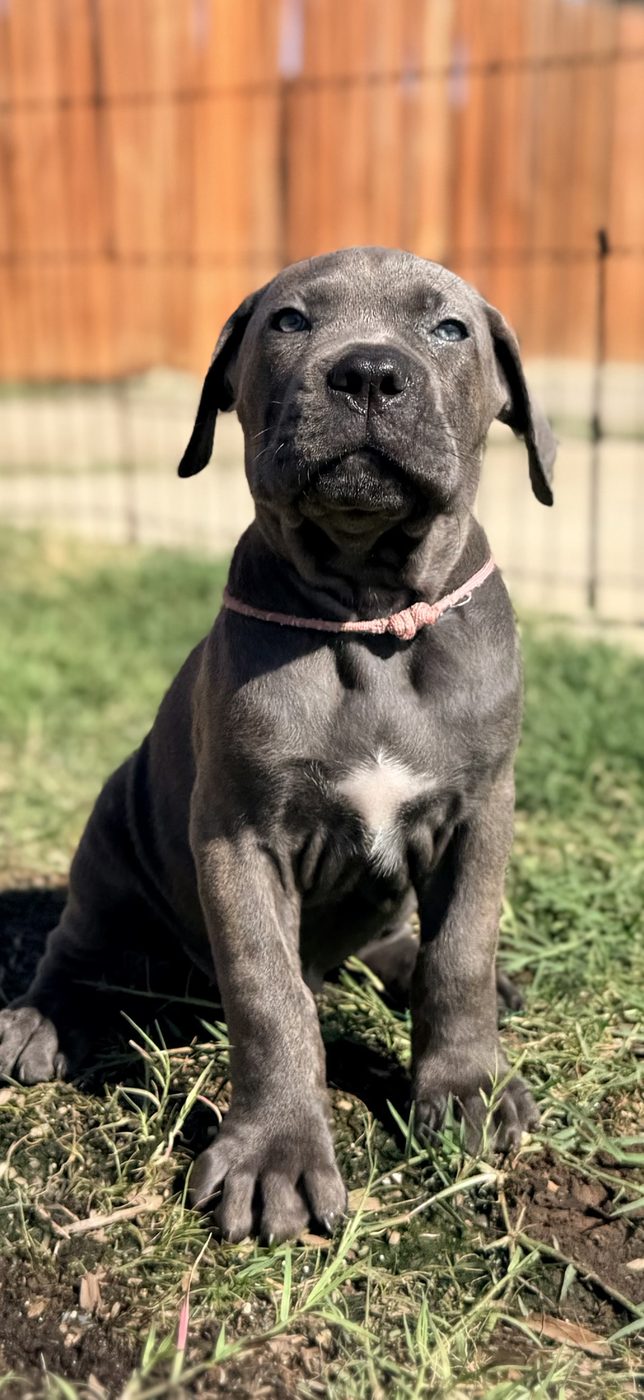 Current litter Cane Corso puppy photo from DiCalabrese, a reputable breeder in Orange County area (photo 21)
