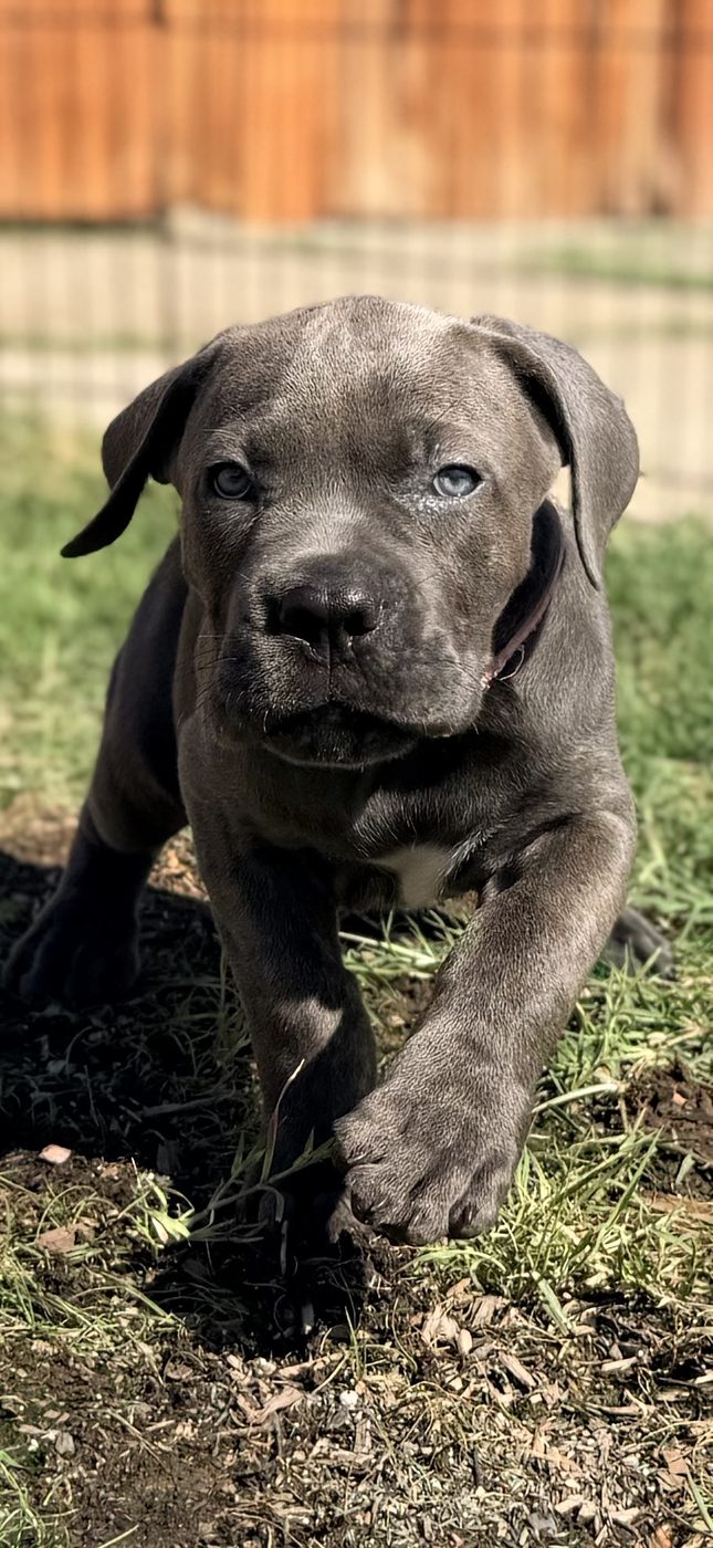 DiCalabrese preservation Cane Corso puppy outdoors in Inland Empire (photo 22)