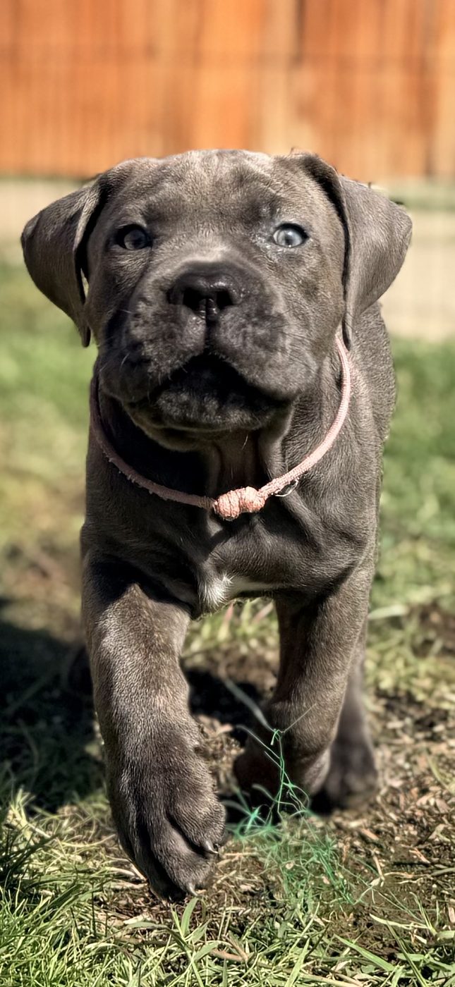 Family companion Cane Corso puppy from DiCalabrese kennel in Riverside County (photo 23)