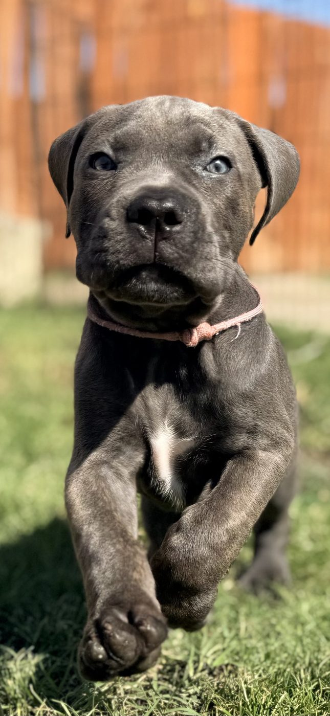 AKC Cane Corso puppy from DiCalabrese breeding program in Southern California families (photo 24)