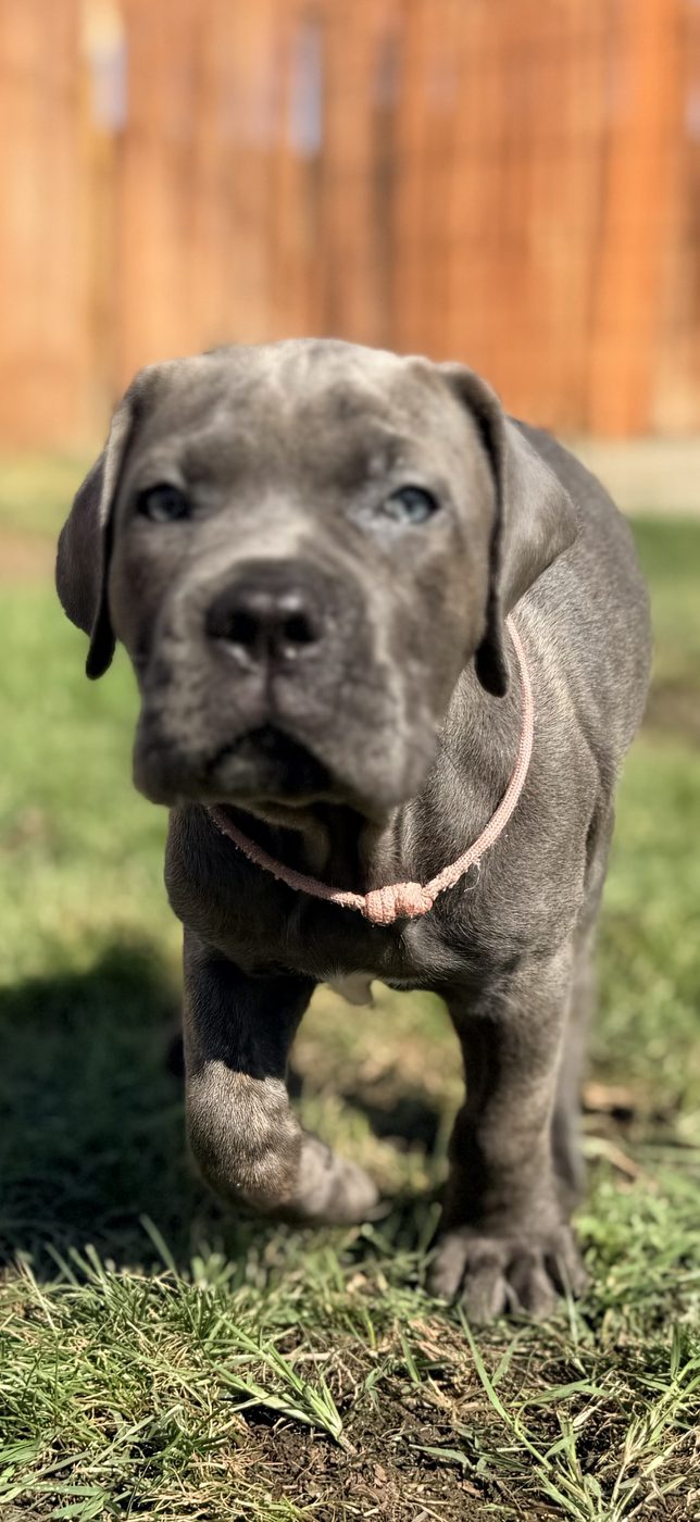 DiCalabrese Cane Corso puppy from the current litter in Moreno Valley, California (photo 25)