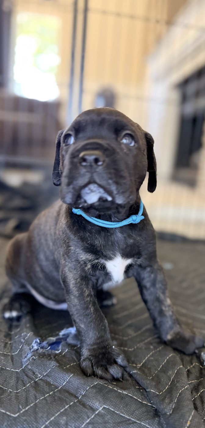 DiCalabrese Cane Corso kennel life and training in Moreno Valley, California (photo 1)