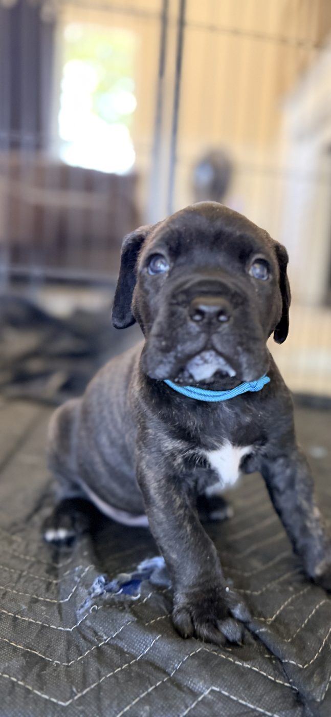 Adult Cane Corso from DiCalabrese preservation program in Southern California (photo 2)
