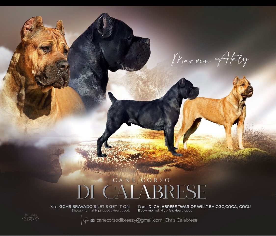 Cane Corso protection and working dog foundation at DiCalabrese in Los Angeles area (photo 3)