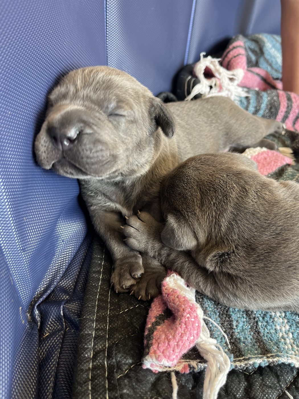 Champion-bloodline Cane Corso at DiCalabrese kennel serving San Diego area (photo 4)
