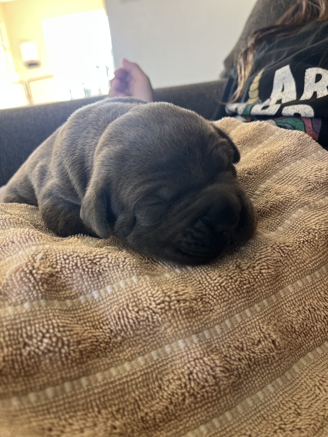 DiCalabrese Cane Corso daily life photo from Orange County area (photo 5)