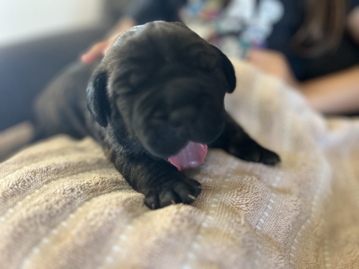 Health-tested Cane Corso companion from DiCalabrese in Inland Empire (photo 6)
