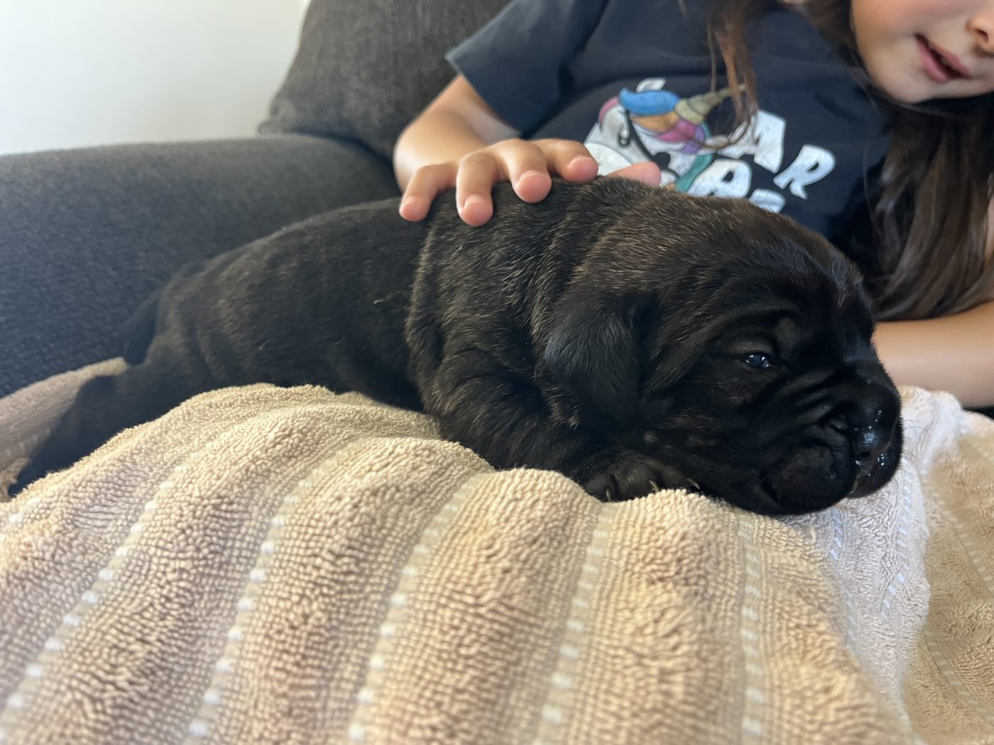 DiCalabrese Cane Corso outdoors — reputable breeder for Riverside County (photo 7)