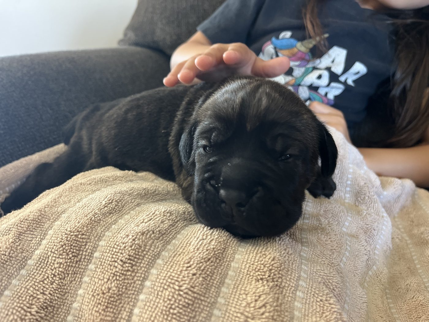 Cane Corso puppy and adult moments from DiCalabrese in Southern California families (photo 8)