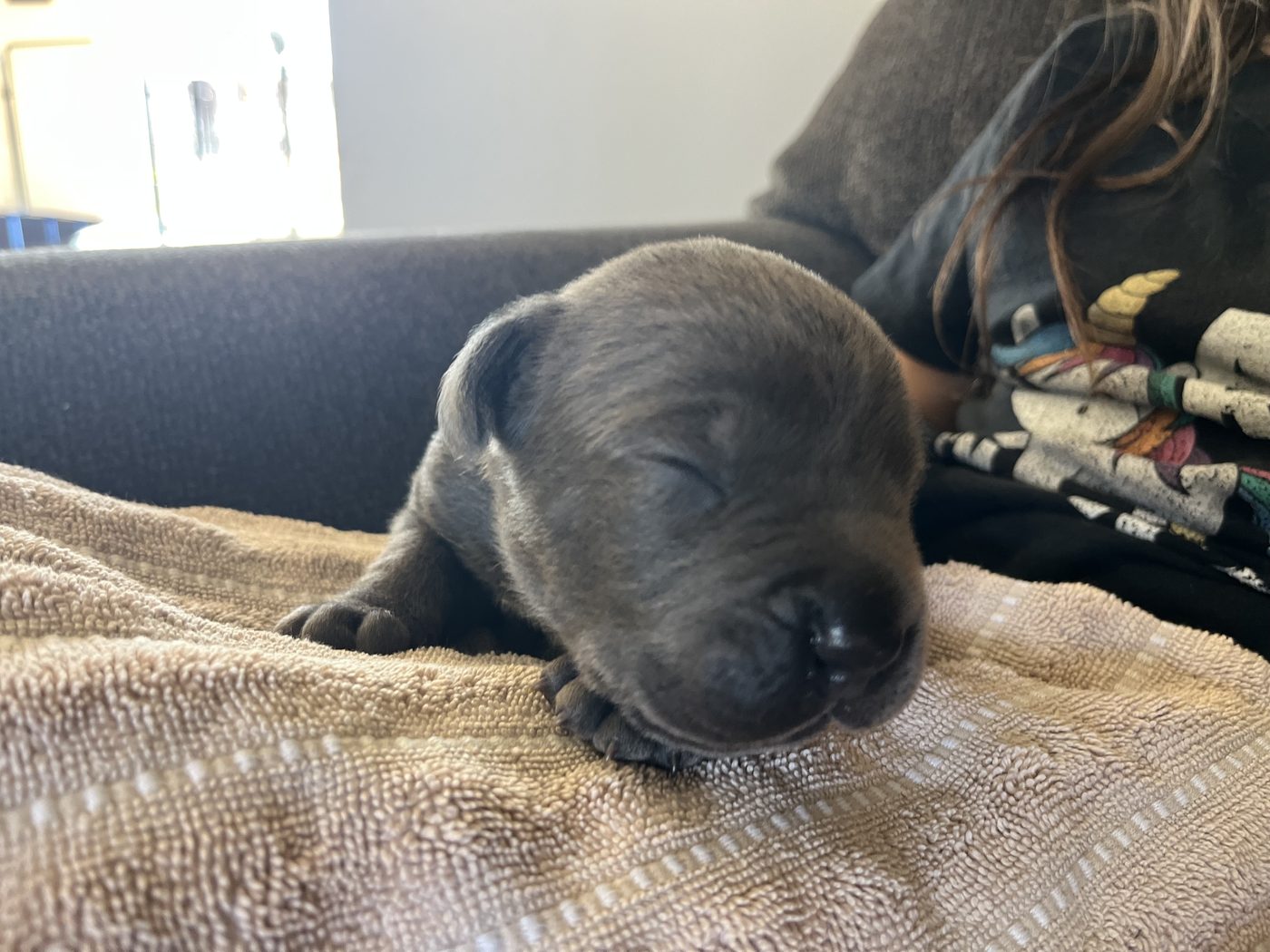 DiCalabrese Cane Corso kennel life and training in Moreno Valley, California (photo 9)