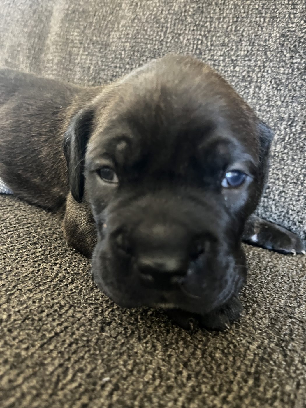 Adult Cane Corso from DiCalabrese preservation program in Southern California (photo 10)