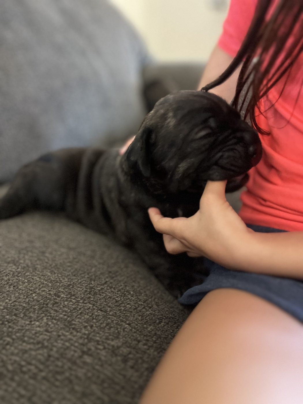 Cane Corso protection and working dog foundation at DiCalabrese in Los Angeles area (photo 11)