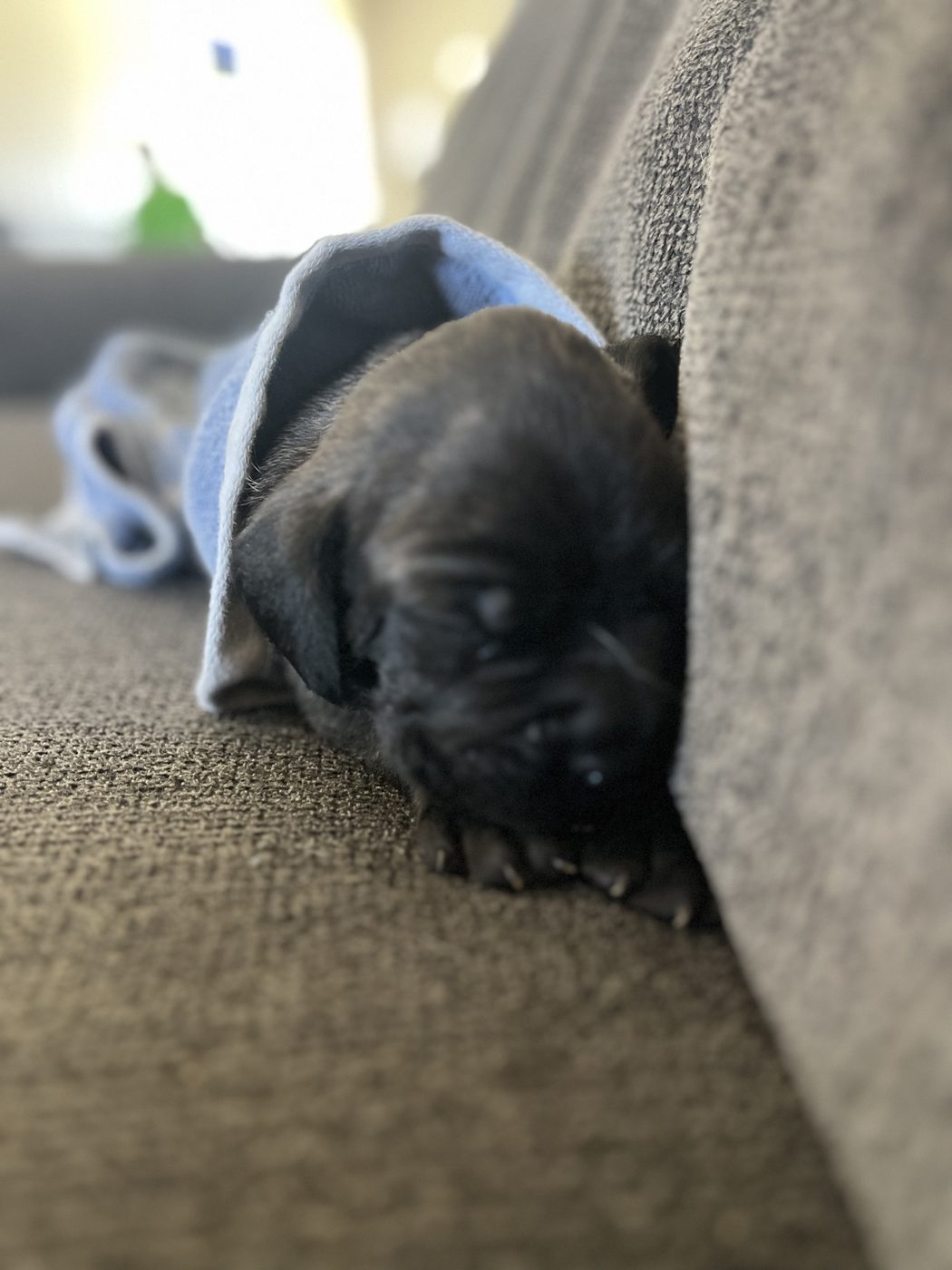 Champion-bloodline Cane Corso at DiCalabrese kennel serving San Diego area (photo 12)
