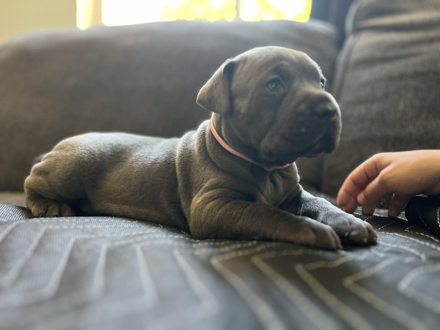 DiCalabrese Cane Corso daily life photo from Orange County area (photo 13)