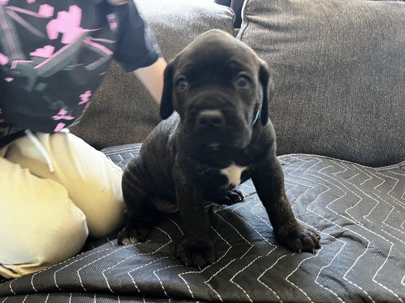 Health-tested Cane Corso companion from DiCalabrese in Inland Empire (photo 14)